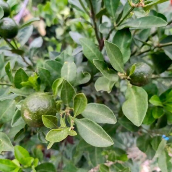 mandarina naturaleza